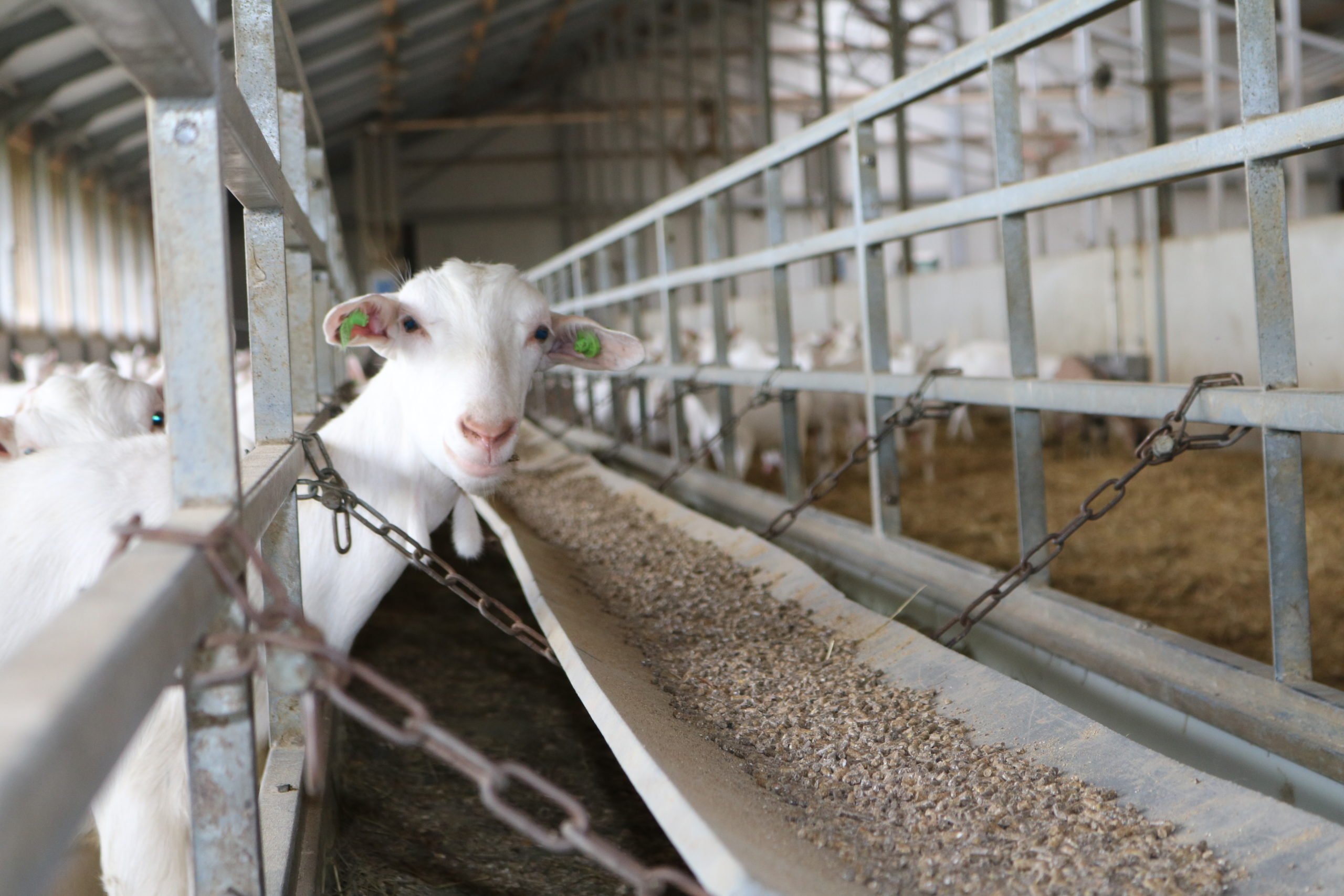 geitenboerderij bezoeken tijdens je workshop buitenkoken  